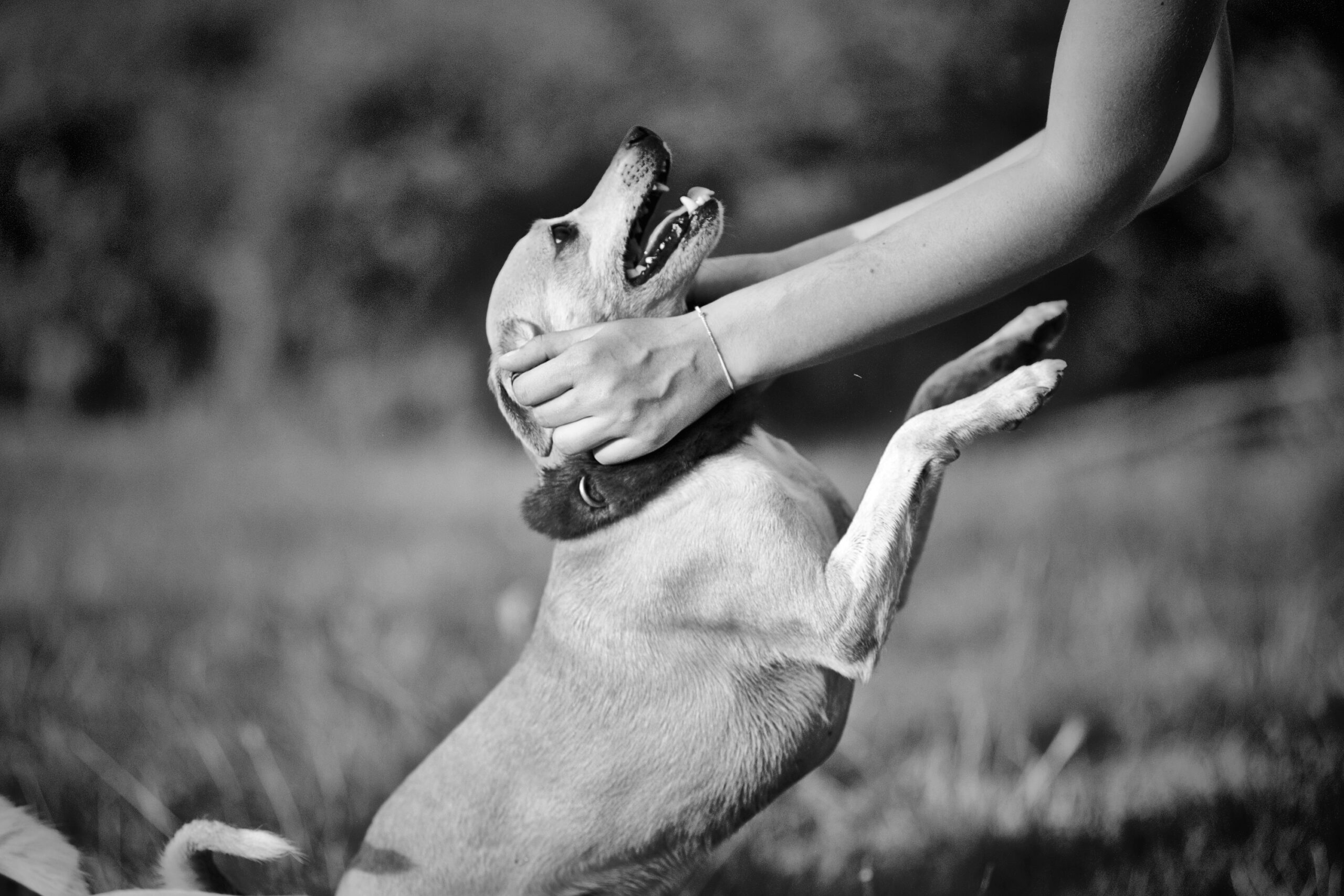 Connecter avec son animal n&rsquo;a jamais été aussi facile!