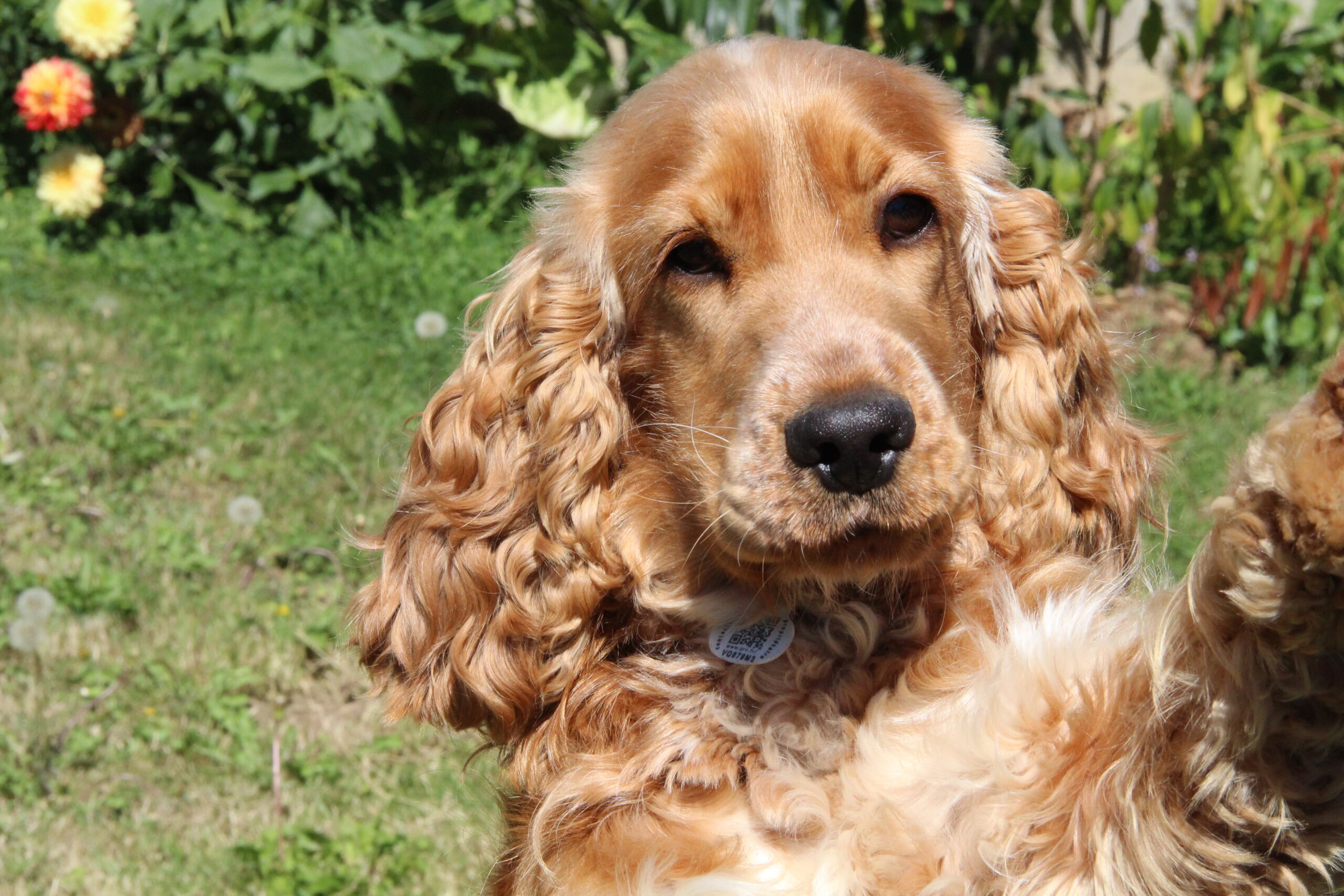 Comment nous avons retrouvé Loustic grâce à la médaille Petlink