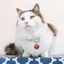 Comment PetLink nous a permis de retrouver notre chatte en plein hiver?