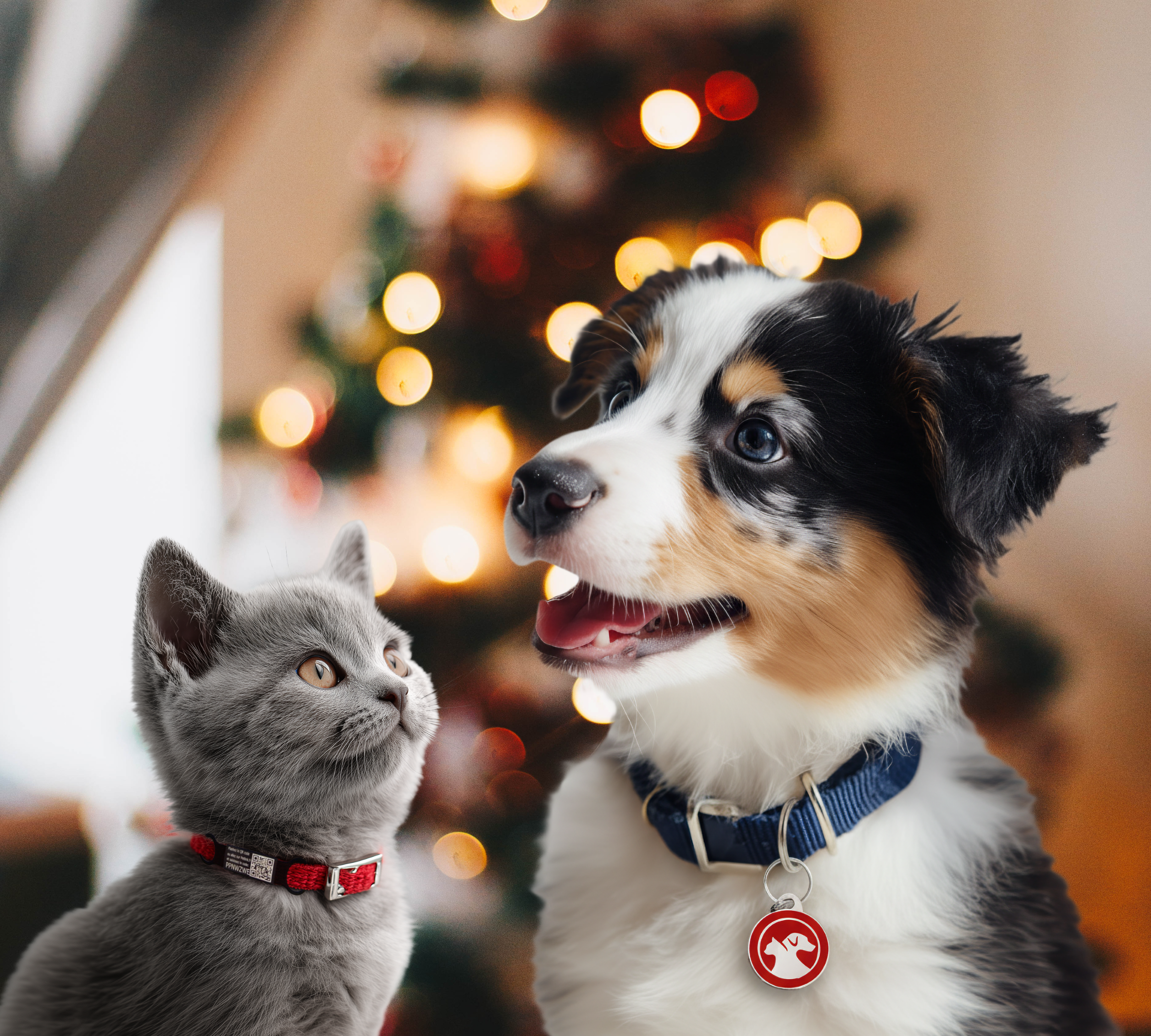🎄 Le Noël idéal pour votre chien et votre chat : idées cadeaux et accessoires indispensables 🐾